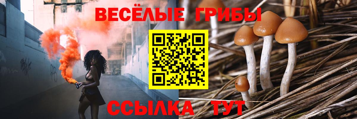 Людиново  Псилоцибиновые грибы Psilocybe  Вход с VPN 